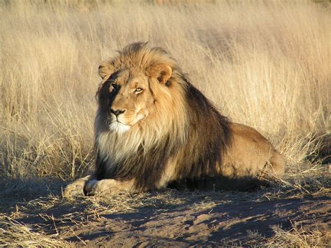 Filelion Waiting In Namibia Wikimedia Commons