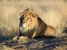 File:Lion waiting in Namibia.jpg - Wikipedia