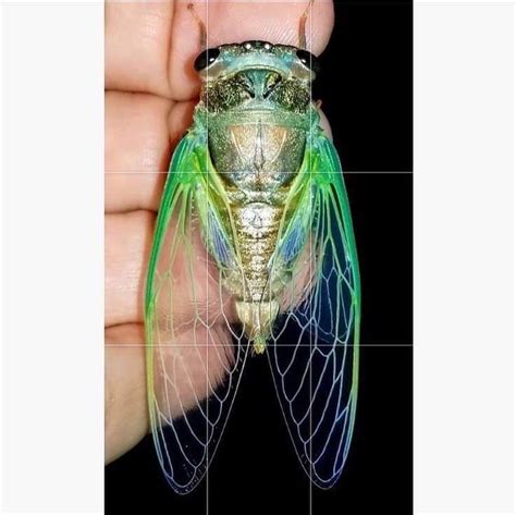 Jain 108 Academy On Instagram “cicada Connection To Prime Numbers 13 And 17 Year Cycles Get