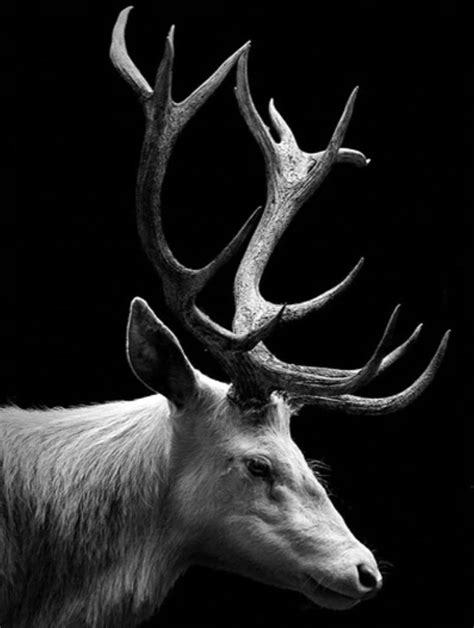 Black And White Deer Portrait Diamond Painting Kit W Fast Us Support