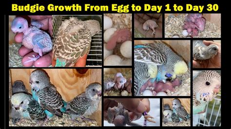 Baby Budgie Growth Stages From Egg To Hatching To Day 30 Day By Day