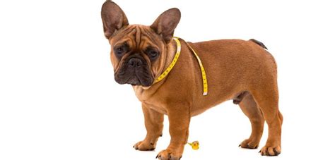 Optical disorders and cherry eye are particularly common with the french. French Bulldog Growth Chart | When Do French Bulldogs Stop ...