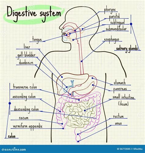 Sistema Digestivo De Hombre Ilustraci N Del Vector Ilustraci N De