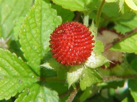 Wild Strawberries Edible