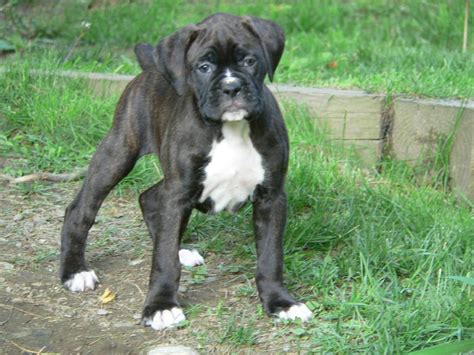 Maybe you would like to learn more about one of these? Beagle Boxer: Black And White Boxer Puppies