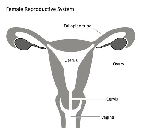Female Reproductive System Labels Systemdesign
