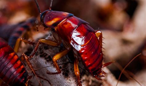 Most professional exterminators are trained to do their job without leaving a mess. Master Pest Cockroach Control Melbourne Review Ratings & Information