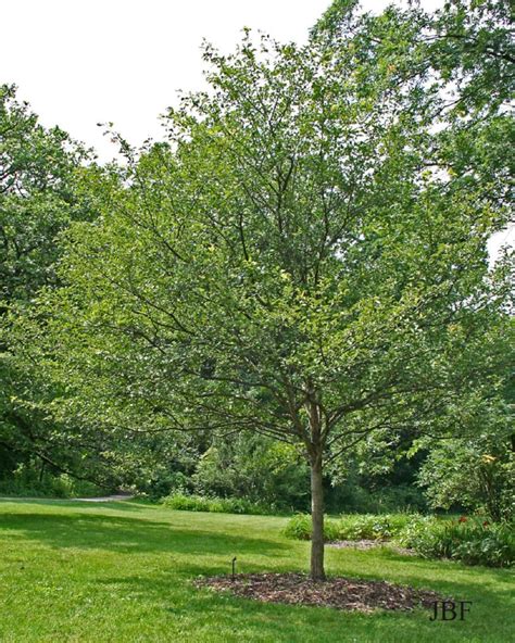 Green Hawthorn The Morton Arboretum