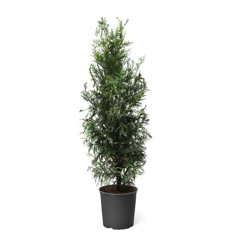 Thuja Green Giant Tree Fast Growing Evergreen Privacy Trees Cannot
