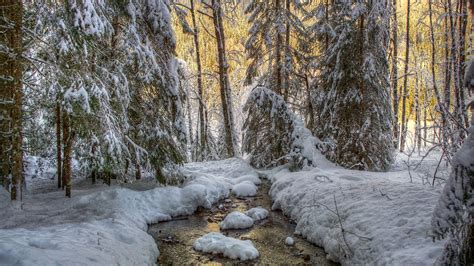 Winter Forest Wallpapers Images Photos Pictures Backgrounds