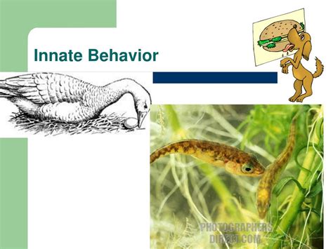 Ppt Behavioral Ecology Powerpoint Presentation Free Download Id649845