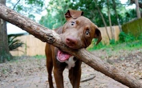 10 Dogs Whose Big Sticks Endearingly Complicate A Simple Game Of Fetch