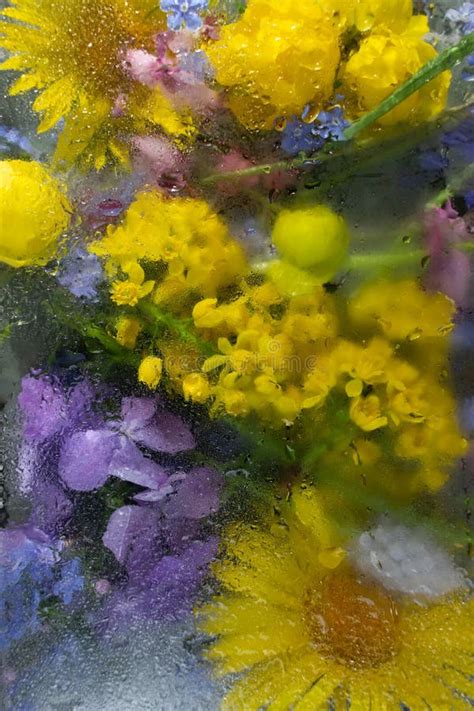 Floral Background With Spring Flowers Yellow And Blue Under The Frosted