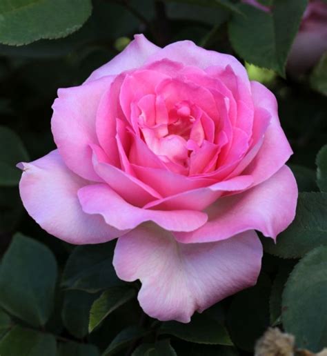 Pink Perfection Hybrid Tea Garden Roses Pococks Roses The Cornish Rose Company