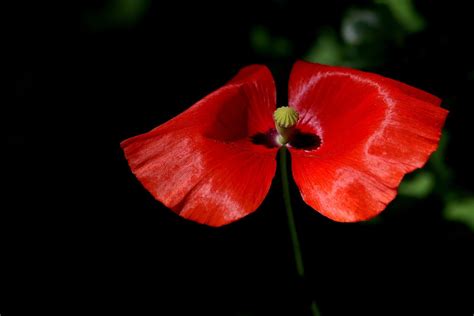 Magic Red Flower Free Photo Download Freeimages