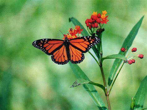 Monarch Butterfly Flower Nature Butterfly Hd Wallpaper Peakpx