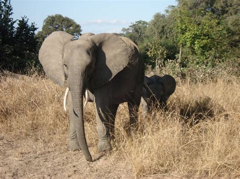 Tracys Malawi Adventure Mom And Baby Elephant
