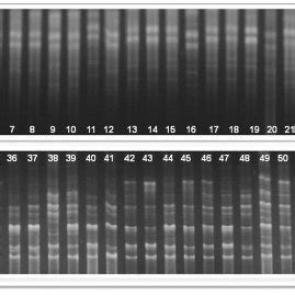 Inter Simple Sequence Repeats ISSR Banding Pattern Of 56 Maqui Download Scientific Diagram