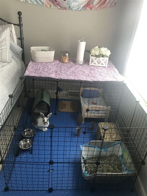 My Bunny Set Up Pet Bunny Rabbits Pet Rabbit Indoor Rabbit