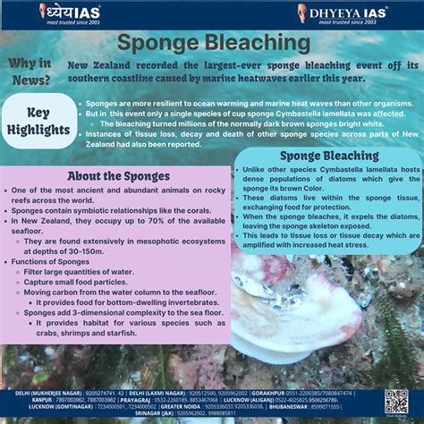 Sponge Bleaching