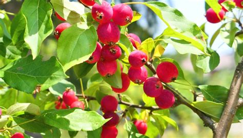 Crabapple Fruit Production Best Producers And Fruitless Types Rennie