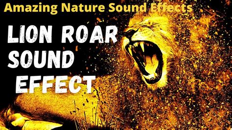 Lion Roar Sound Effect Lion Lion Roar Youtube