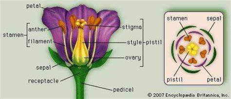 Flower Definition Anatomy Physiology And Facts