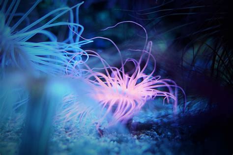 Free Images Underwater Invertebrate Computer Wallpaper Marine