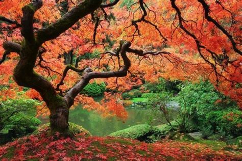 80 Most Beautiful Tree Pictures From Around The World