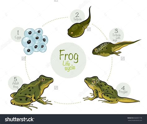 Stock Vector Vector Illustration Life Cycle Of A Frog