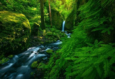 Ferns Of Mossy Grotto Columbia River Gorge Oregon By Steve
