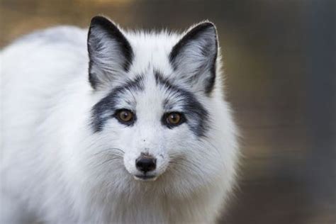 10 Most Beautiful Fox Species In The World Tail And Fur