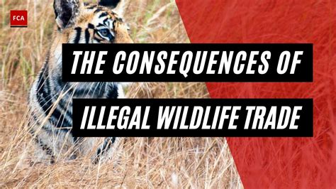 what is illegal wildlife trade and poaching