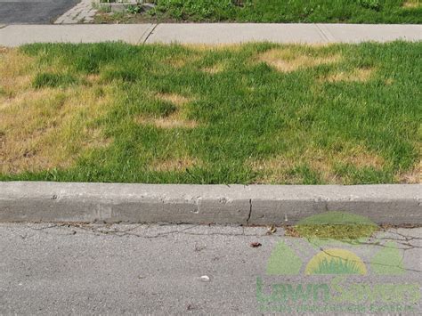Maybe you would like to learn more about one of these? Sir, step away from the fertilizer NOW! Astounding do-it-yourself lawn care results! - LawnSavers