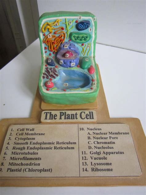 Plant Cell With Key By Ballerinatwin3 On Deviantart Plant Cell Model