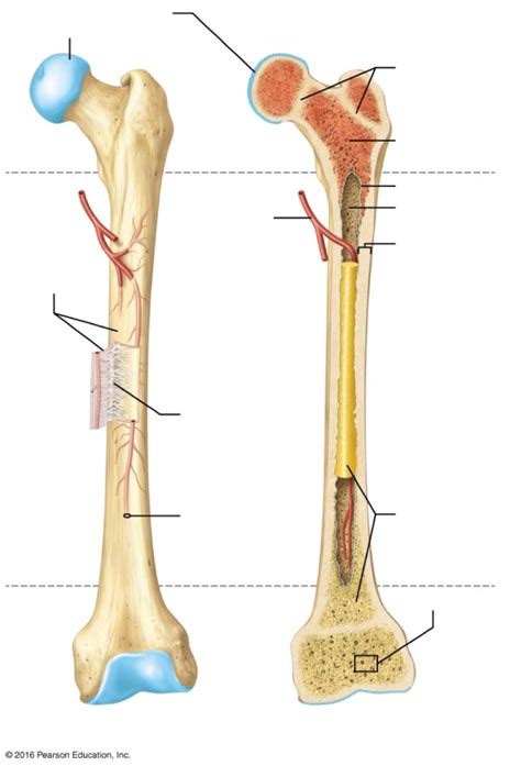 Skull, clavicle, mandible, scapula, thorax. Long Bone Diagram Unlabeled : Humerus Bone Quiz Anterior ...