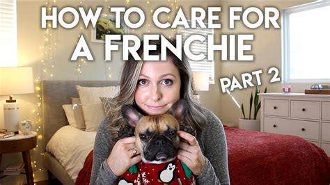 How To Take Care Of My French Bulldog