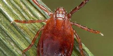 Exotic Tick Species Found In Ohio County Confirmed As Asian Longhorned Tick By Oda