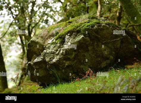 Mossy Boulder In The Woods Stock Photo Alamy