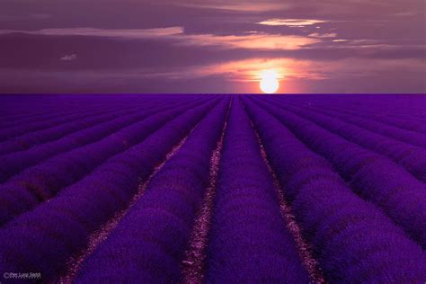 Sunset On Lavender Field Wallpaper Sunset Wallpaper Lavender Fields