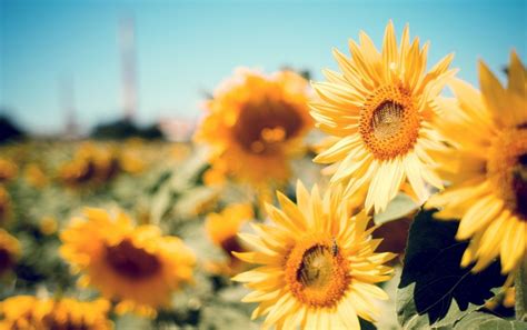 Beautiful Fall Sunflower Wallpapers Top Free Beautiful