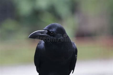 Close Up Black Crow Corvus Stock Photo Image Of Corvus Adaptability
