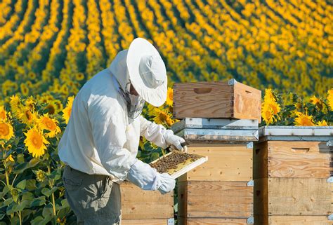 Beekeeping Training Pinellas Beekeepers Association