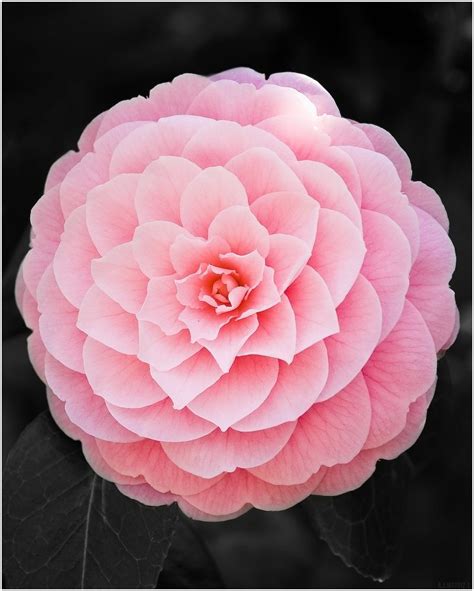 Pink And Oh So Perfect Flower Tea Blossom Flower Flower Garden