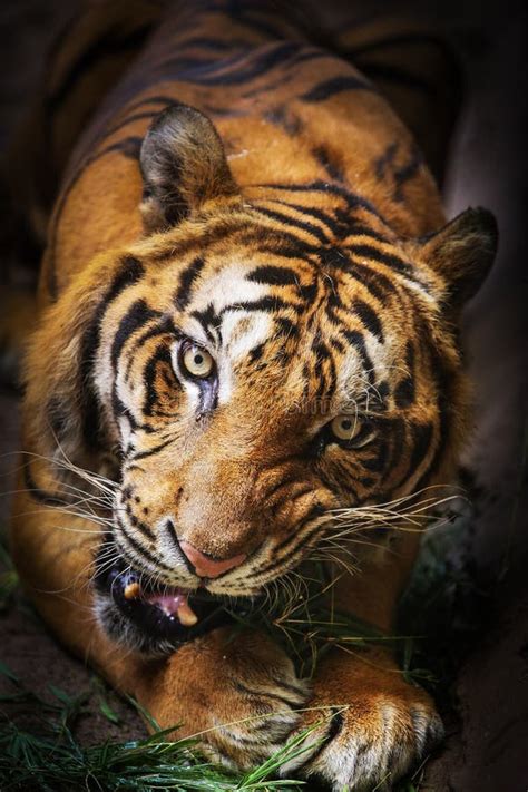 Bengal Tiger Eating Stock Image Image Of Bengal Animals 6500309