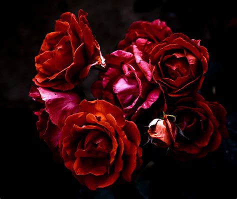 Maroon Roses Wallpapers Top Free Maroon Roses Backgrounds