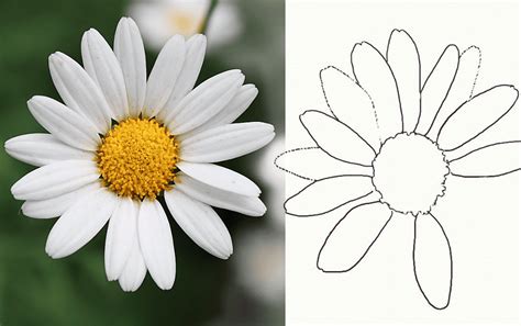 Click the cartoon daisy flower coloring pages to view printable version or color it online (compatible with ipad and android tablets). How to Draw a Realistic-Looking Daisy