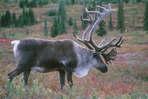 The Other 364 Days Of The Year The Real Lives Of Wild Reindeer Us