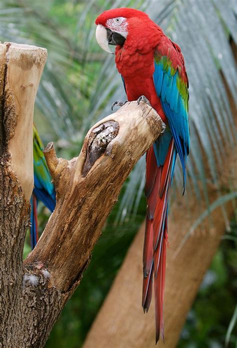 Scarlet Macaw Ara Macao Rainforest Alliance Pet Birds Animals