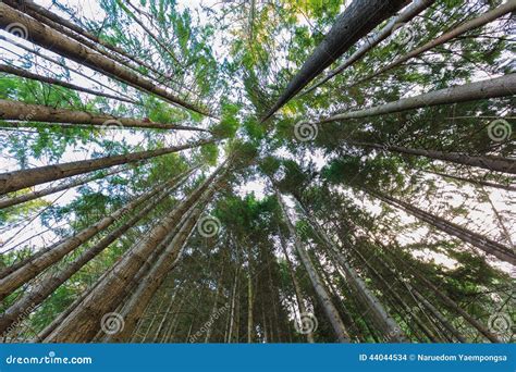 Pine Forest In Queenstown New Zealand Stock Photo Image Of Tract